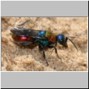 Hedychrum nobile - Sand-Goldwespe 09c bei Cerceris arenaria.jpg